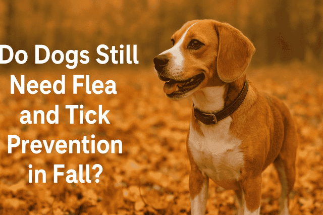 Do Dogs Still Need Flea and Tick Prevention in Fall?